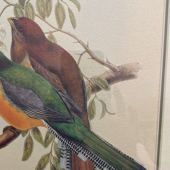 Framed Trogon Bird Art Print - Picture 6 of 16